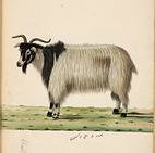 Shawl Goat