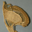Straw Bonnet