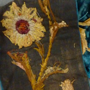 Sunflower Length