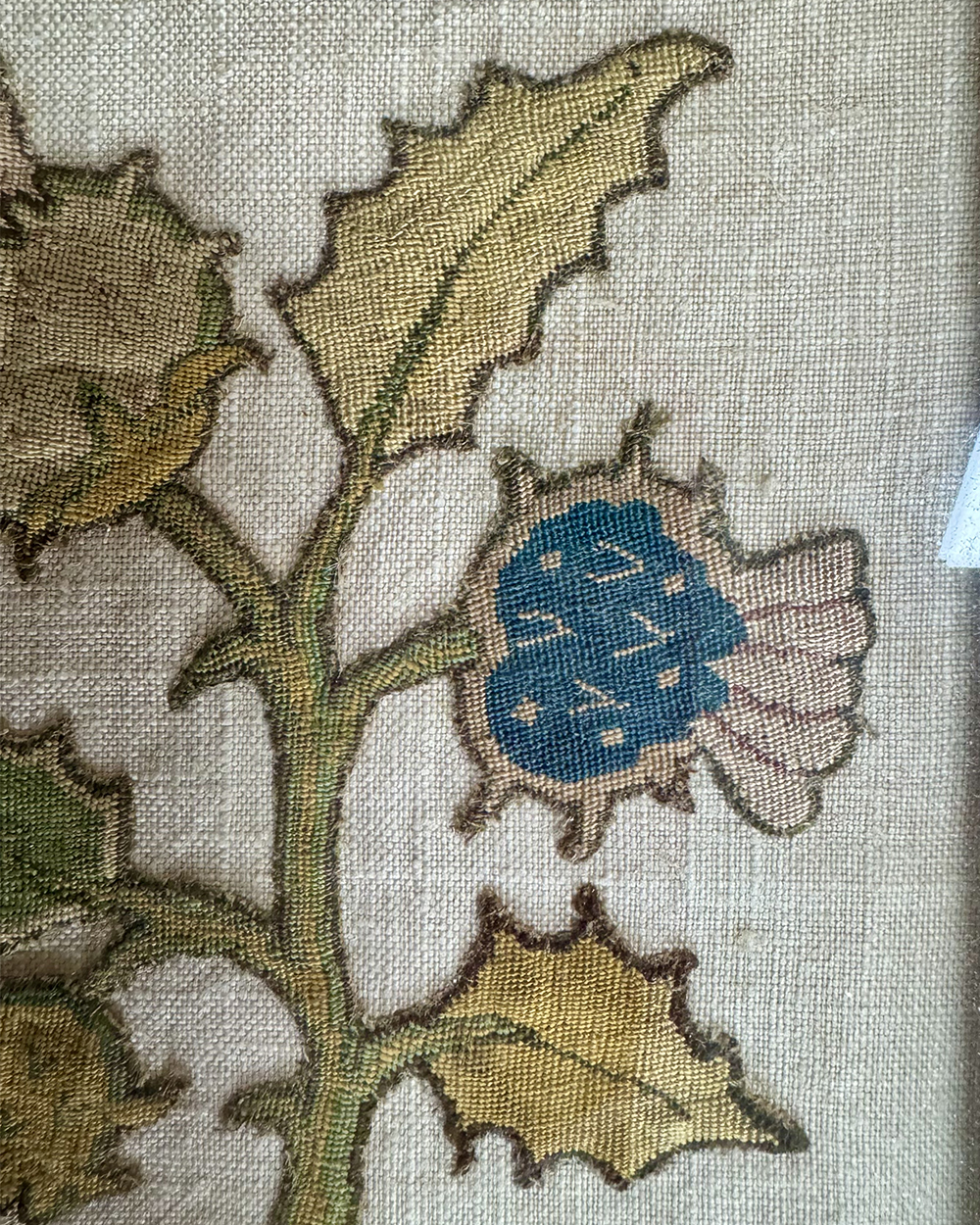 Thistle <em>Slip</em>